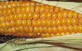 OGM: Le cose da sapere per capire se fanno male o no