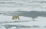 Orsi polari e cambiamento climatico