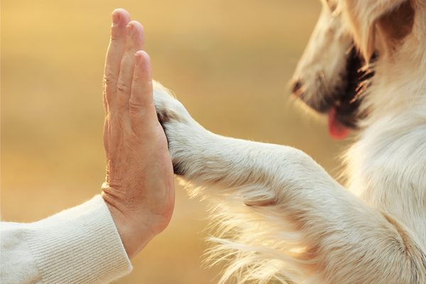Pet-therapy: gli amici a quattro zampe che fanno bene alla salute