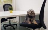 Portare il cane in ufficio: un trend in ascesa che apporta molti benefici
