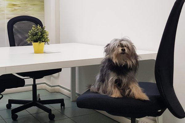 Portare il cane in ufficio: un trend in ascesa che apporta molti benefici
