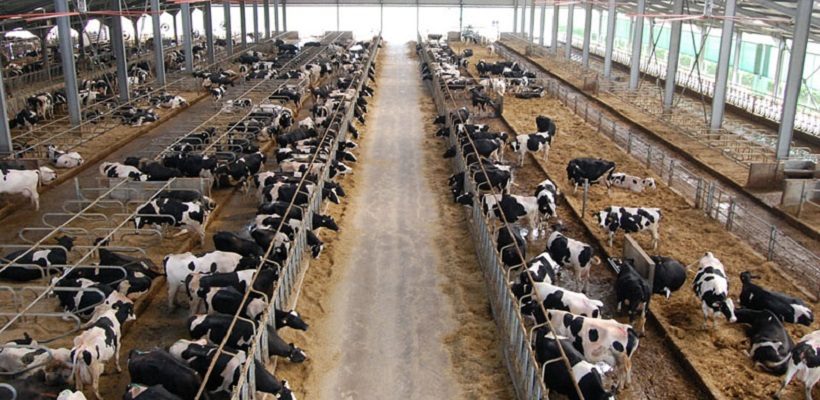 RABoLa - Strategie sostenibili per ridurre l'impiego di antibiotici nell'allevamento delle bovine da latte