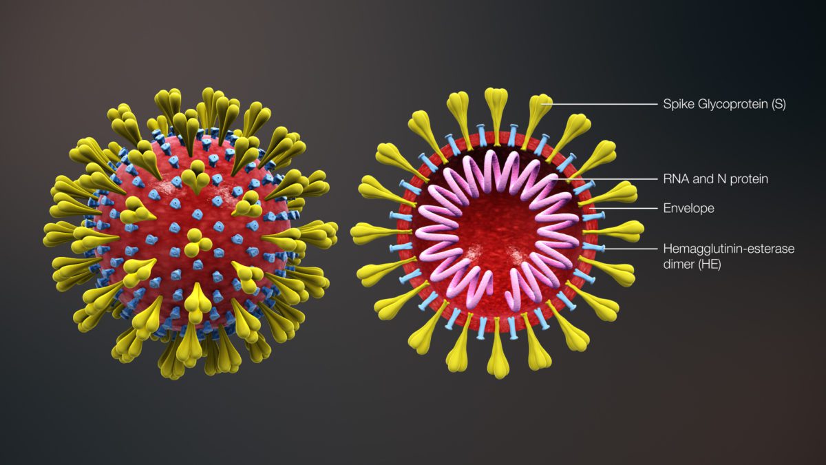 Spallanzani: tra l’isolamento del Coronavirus e l’eccellenza nella ricerca