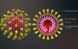 Spallanzani: tra l’isolamento del Coronavirus e l’eccellenza nella ricerca