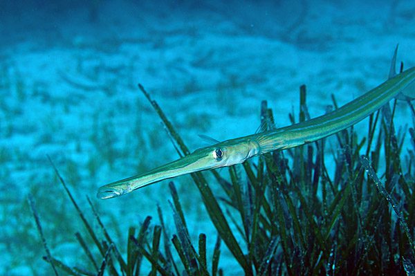 Specie aliene del mare: il pesce flauto