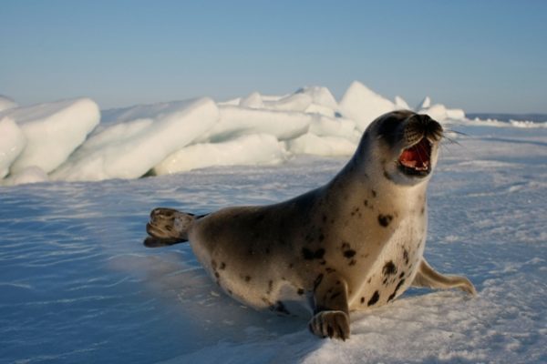 Stop alla vendita di prodotti derivati dalle foche