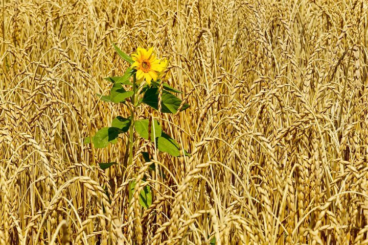 Un campo di grano su cinque scomparsi in un decennio