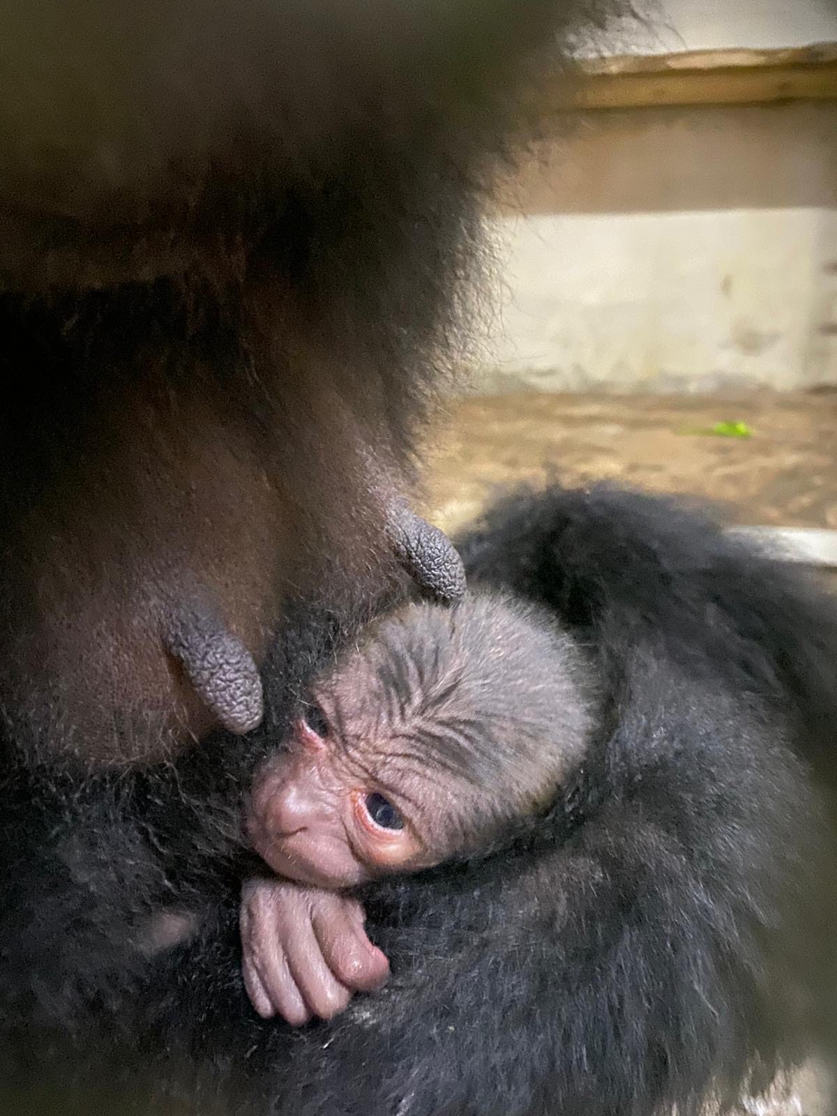 Un cucciolo di Siamango è nato allo Zoo di Napoli