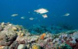 Un drone subacqueo alla scoperta dei fondali adriatici
