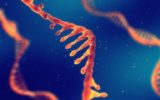 Un nuovo studio per definire il ruolo dell'RNA