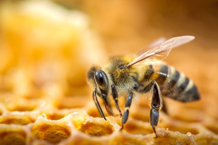 Un vaccino naturale usato dalle api