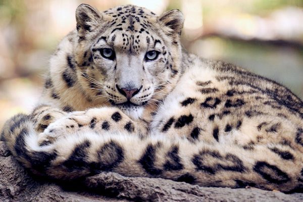 Una app per salvare il leopardo delle nevi