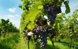 Una viticoltura innovativa