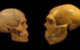 Uomo di Neanderthal: scoperte le cause della sua estinzione