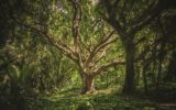 Verde e paesaggio: imprese, istituzioni e professionisti Verde e paesaggio: imprese