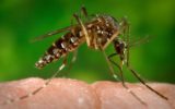 Virus Zika: casi confermati di microcefalia in Brasile