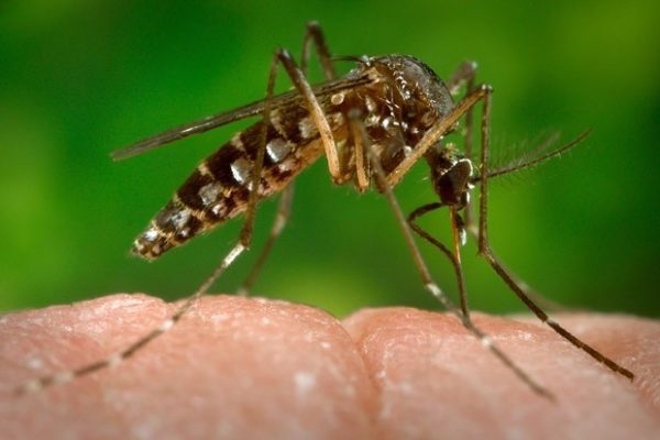 Virus Zika: casi confermati di microcefalia in Brasile