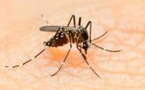 Virus Zika: contagio possibile da urina e saliva