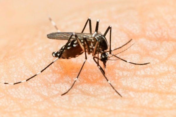 Virus Zika: contagio possibile da urina e saliva
