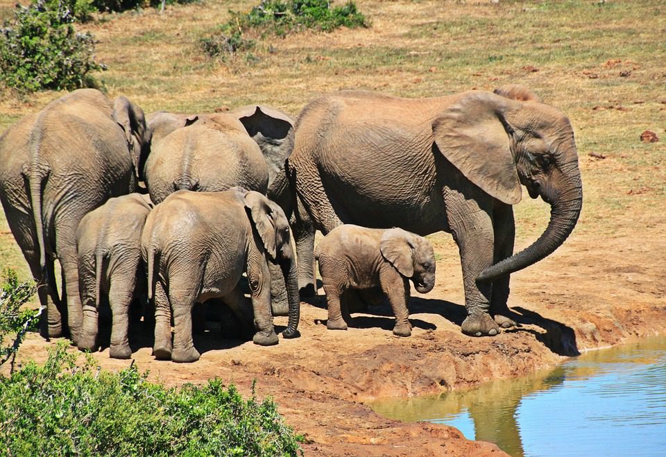 WWF: Elefanti