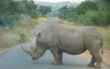 WWF: Segnali di speranza per il rinoceronte in Sud Africa