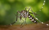 Zanzara tigre: i dati in Campania