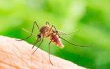 Zanzara tigre: lotta alle malattie virali trasmesse dal fastidioso insetto