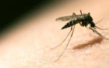ZANZARE GM: ECCO LA NUOVA INVENZIONE ANTI MALARIA