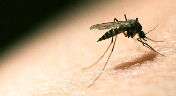 ZANZARE GM: ECCO LA NUOVA INVENZIONE ANTI MALARIA