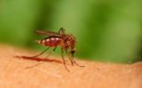 Zika arriverà anche in Europa e in Italia?