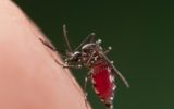 Zika: i consigli di viaggio anche per le future mamme