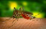 Zika: Italia e Francia fra i Paesi più in pericolo nell'Ue