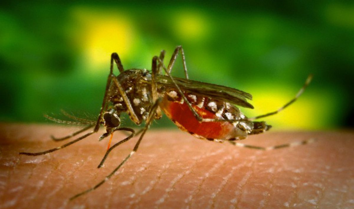 Zika: Italia e Francia fra i Paesi più in pericolo nell'Ue