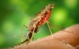 Zika: l'Agenzia europea dei medicinali istituisce un gruppo di esperti