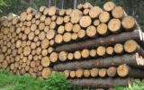 “Legal wood”: il progetto per contrastare il mercato del legno illegale