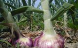 Una cipolla da record: la rossa di Breme, un nuovo Presidio Slow Food