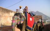 elefante in India