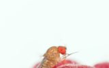 Lotta alla Drosophila suzukii con l’antagonista Ganaspis brasiliensis
