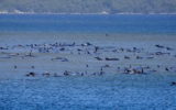 70 balene spiaggiate tasmania