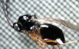La Drosophila Suzukii e l’azione del Ganaspis nella lotta biologica