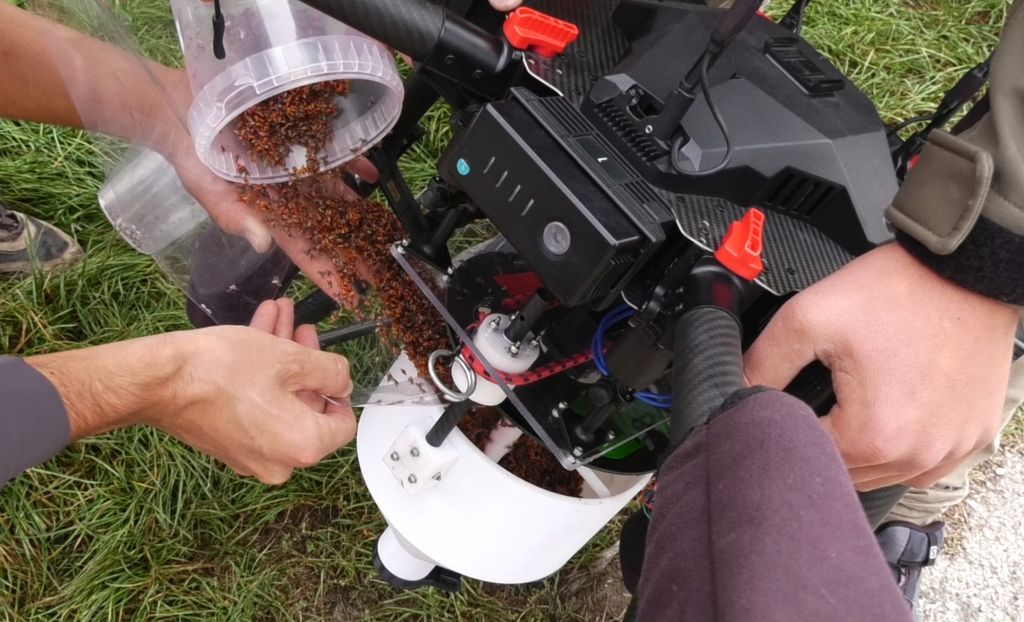 Droni in campo per rilasciare insetti sterili contro la mosca della frutta