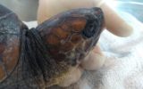 Turtle Point della Stazione Dohrn a Portici: è stata salvata “Cannella”