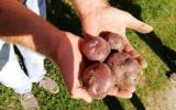 Nuovo Presidio Slow Food in Valle d'Aosta: la patata Verrayes