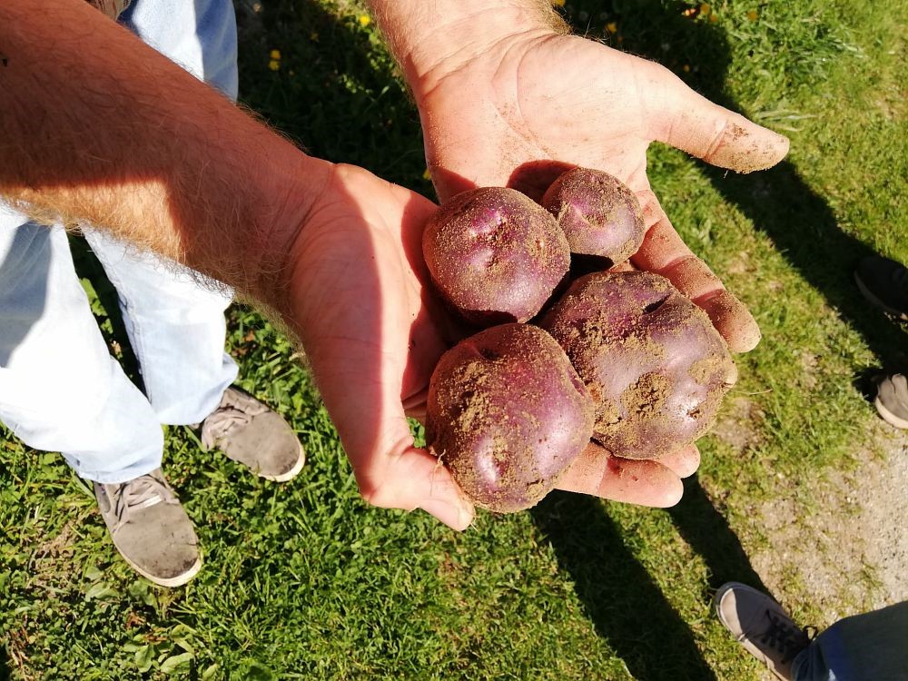 Nuovo Presidio Slow Food in Valle d'Aosta: la patata Verrayes