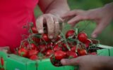 Il siciliano pomodoro buttiglieddru è il nuovo Presidio Slow Food