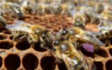 L’ape nera del Ponente ligure è un nuovo Presidio Slow Food