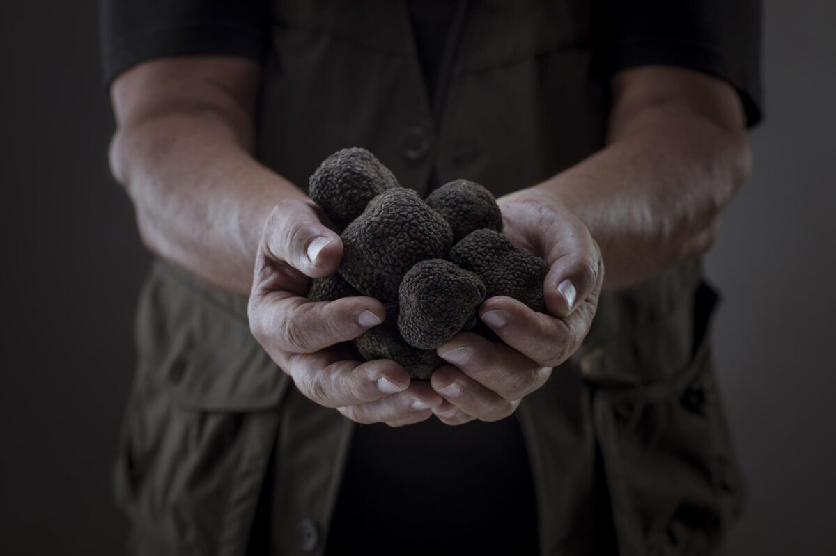 Tartufo tutto l’anno: il microhabitat del bosco riprodotto all’interno di una vetrina refrigerata Tartufo tutto l’anno: il microhabitat del bosco riprodotto all’interno di una vetrina refrigerata