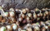 Dal Cilento arriva un nuovo Presidio Slow Food: la cipolla di Vatolla