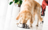 Alimentazione per cani: crocchette o cibo umido?