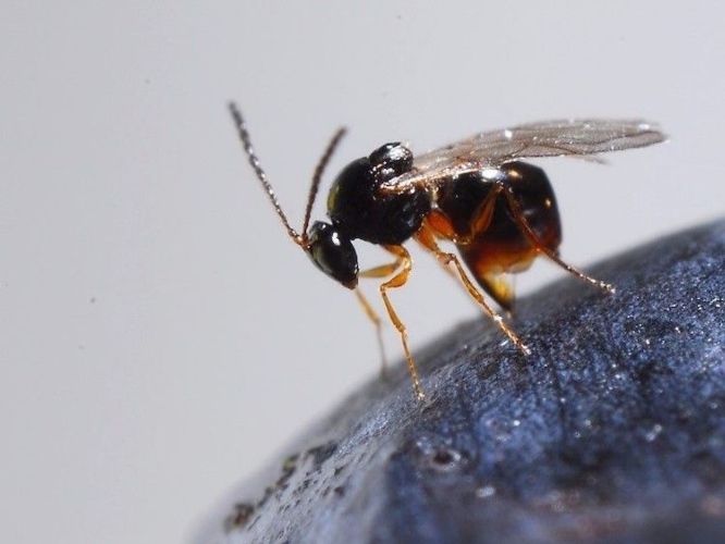Ganaspis contro Drosophila suzukii, via libera del Ministero